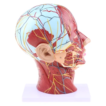 Y1UB Анатомическая половинка человека для головы Анатомия лица Медицинский срединный разрез шеи St 14