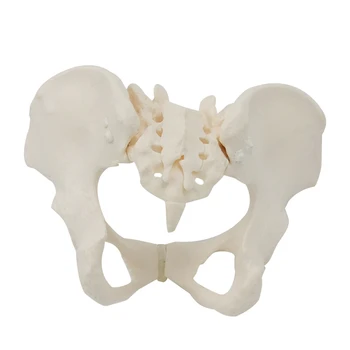 1 Шт Модель женского тазового скелета в натуральную величину, анатомическая модель для научного образования 22