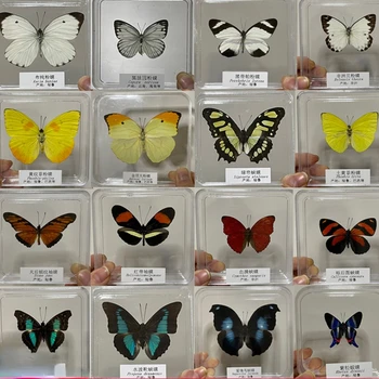 Фотография настоящего образца бабочки, реквизит для фотосъемки, научно-популярные учебные украшения, декор комнаты с настоящими образцами бабочек 20